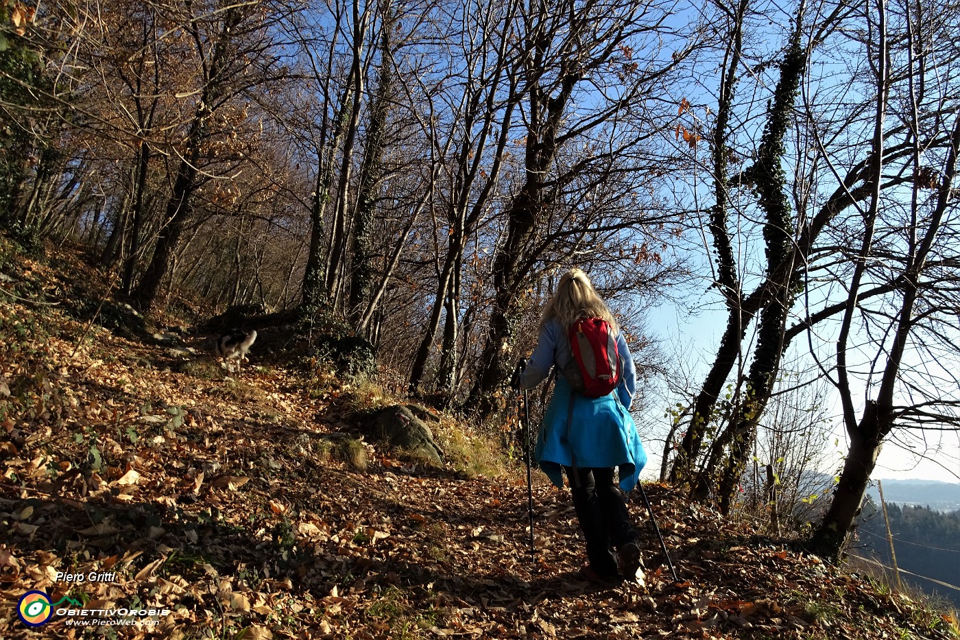 41 Sentiero nel bosco di castagni.JPG